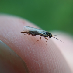 Xyeloidea