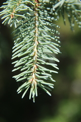 Picea polita
