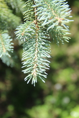 Picea polita