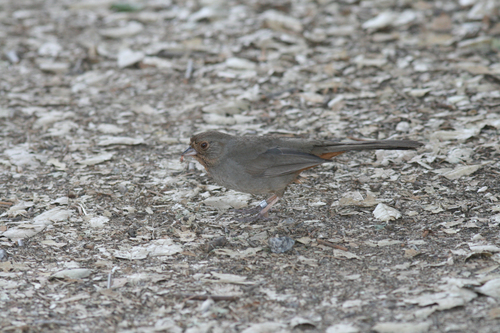 iNaturalist observation photo of California Towhee
