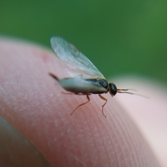 Xyeloidea