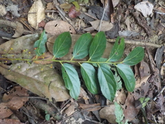 Goupia glabra