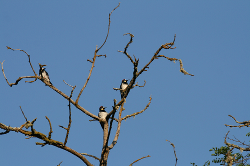 iNaturalist observation photo of Acorn Woodpecker