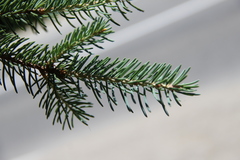 Picea polita