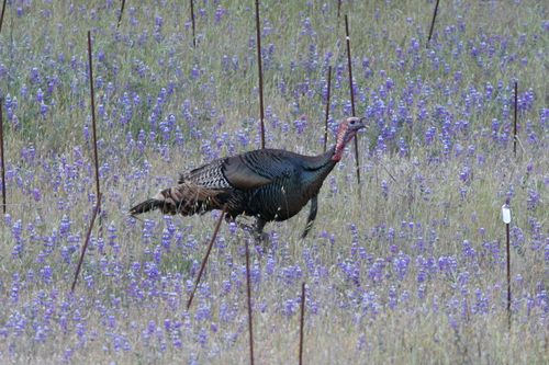 iNaturalist observation photo of Wild Turkey
