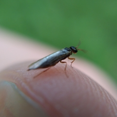 Xyeloidea