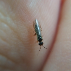 Xyeloidea
