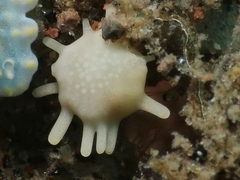 Calcarina spengleri