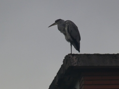 Ardea cinerea