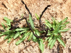 Launaea fragilis