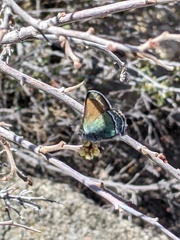 Callophrys mcfarlandi