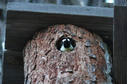 iNaturalist observation photo of Acorn Woodpecker