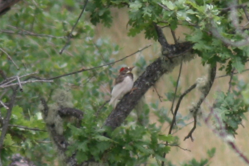 iNaturalist observation photo of Acorn Woodpecker