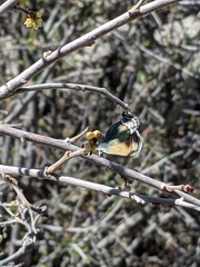 Callophrys mcfarlandi