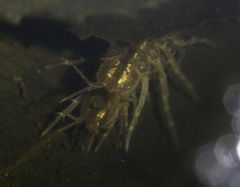Asellus aquaticus