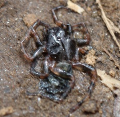 Allocosa funerea