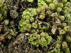 Sphaerocarpos michelii