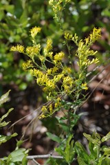 Solidago chapmanii