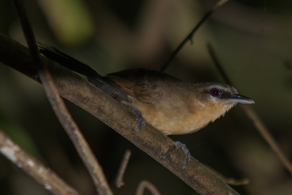 Ojodefuego Occidental, Pyriglena maura