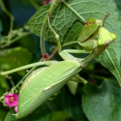 Stagmatoptera diana