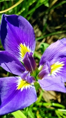 Iris × flexicaulis