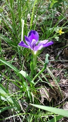 Iris × flexicaulis