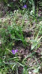 Iris × flexicaulis