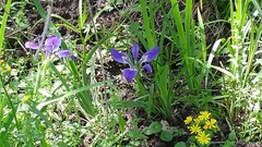 Iris × flexicaulis