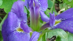 Iris × flexicaulis