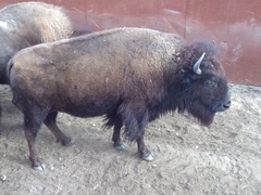 Bison