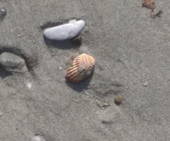Acanthocardia tuberculata