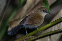 Pyriglena leucoptera