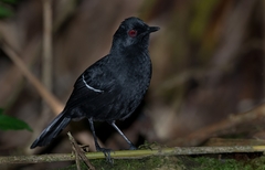 Pyriglena leucoptera