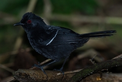 Pyriglena leucoptera