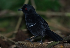 Pyriglena leucoptera