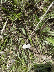 Valerianella amarella