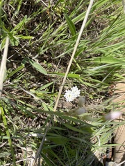 Valerianella amarella