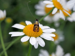 Nemophora fasciella