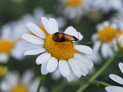 Nemophora fasciella