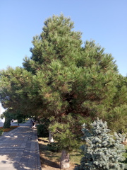 Pinus brutia eldarica