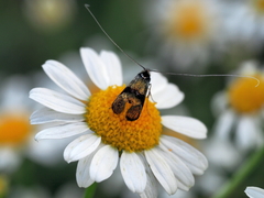 Nemophora fasciella
