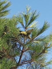 Pinus brutia eldarica