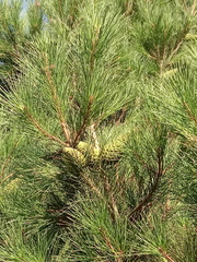 Pinus brutia eldarica