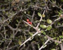 Castela tortuosa