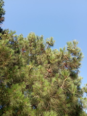 Pinus brutia eldarica
