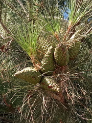 Pinus brutia eldarica