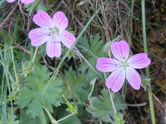 Geranium dolomiticum