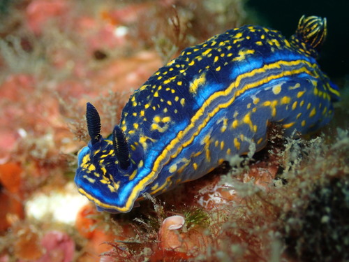 Cantabrian Nudibranch