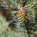 Caucasian Pine - Photo (c) Шильников Дмитрий Сергеевич, some rights reserved (CC BY-NC), uploaded by Шильников Дмитрий Сергеевич