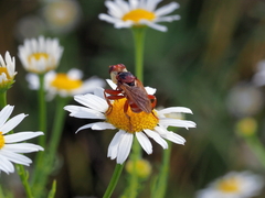 Myopa dorsalis
